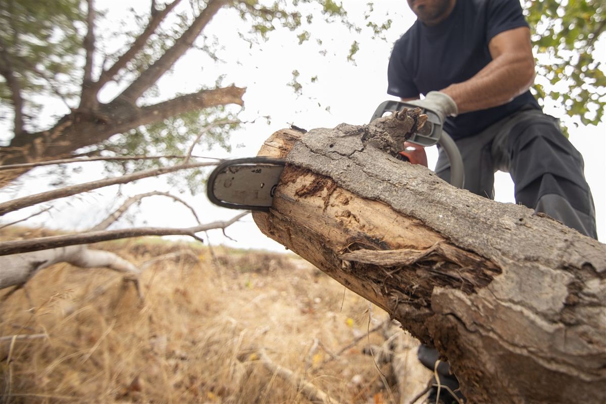 Stump grinding service